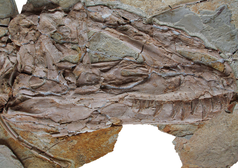 Illustration for article titled Hard evidence that giant tyrannosaurs were cuter than you ever thought possible
